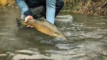 How to Fight Trout Effectively and Get them in the Net Quickly 