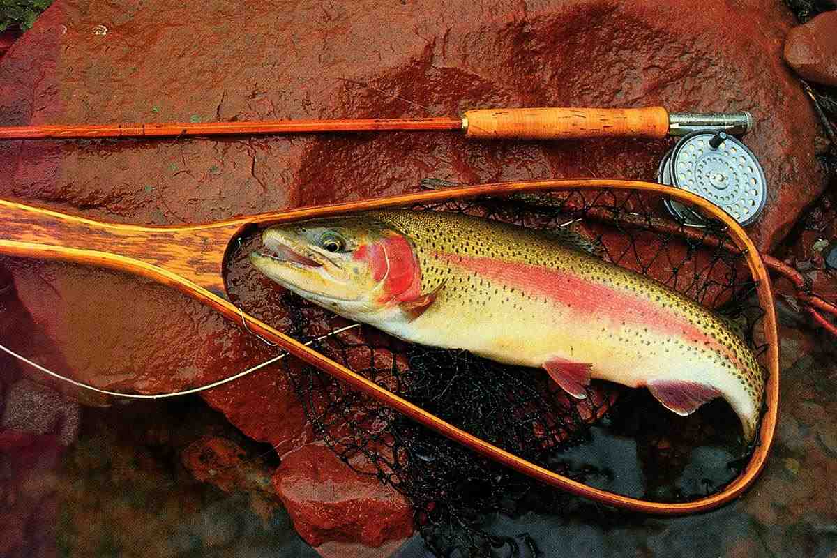 A large rainbow trout in a net on a rock, with fly rod and reel above.