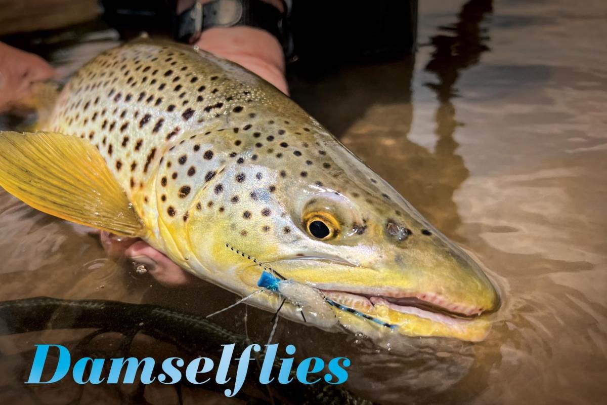 Catch Giant Trout During the Prolific Damsefly Hatch