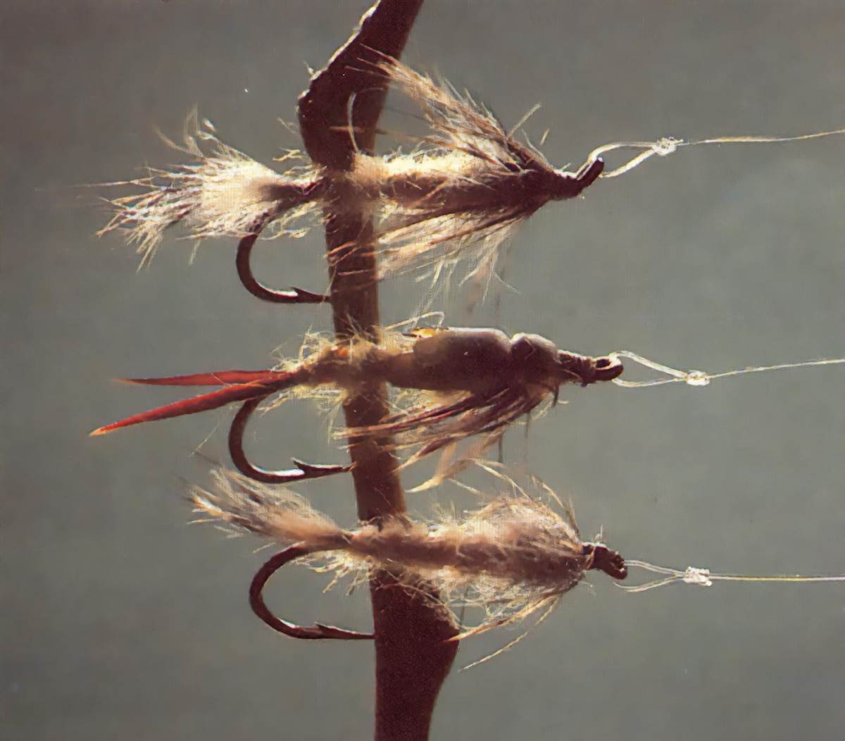 Three nymphs stuck to a stick, silhouetted.