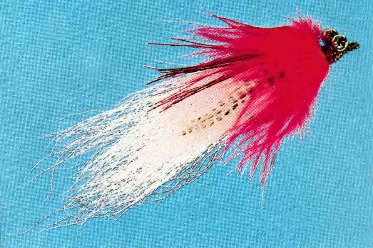 Studio photo of a large red and white fly.