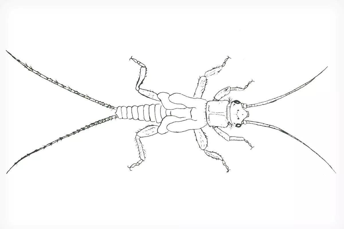 A drawing of a stonefly nymph.