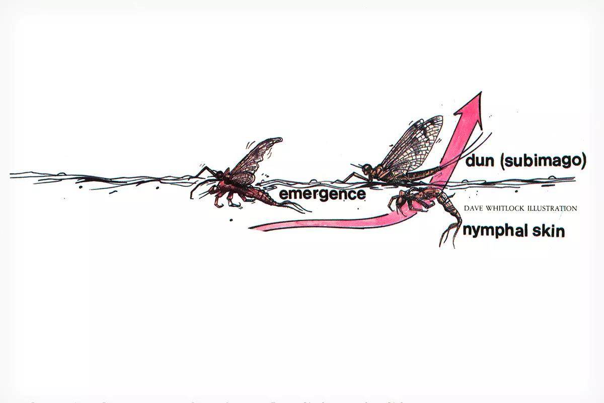 An illustration of the mayfly emergence cycle.
