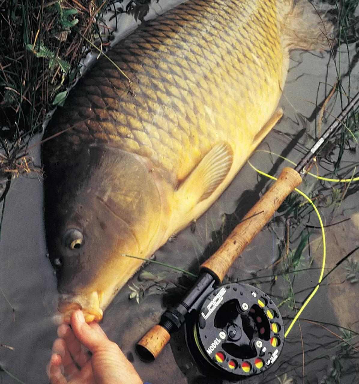 A large common carp laying in a puddle next to a fly rod.