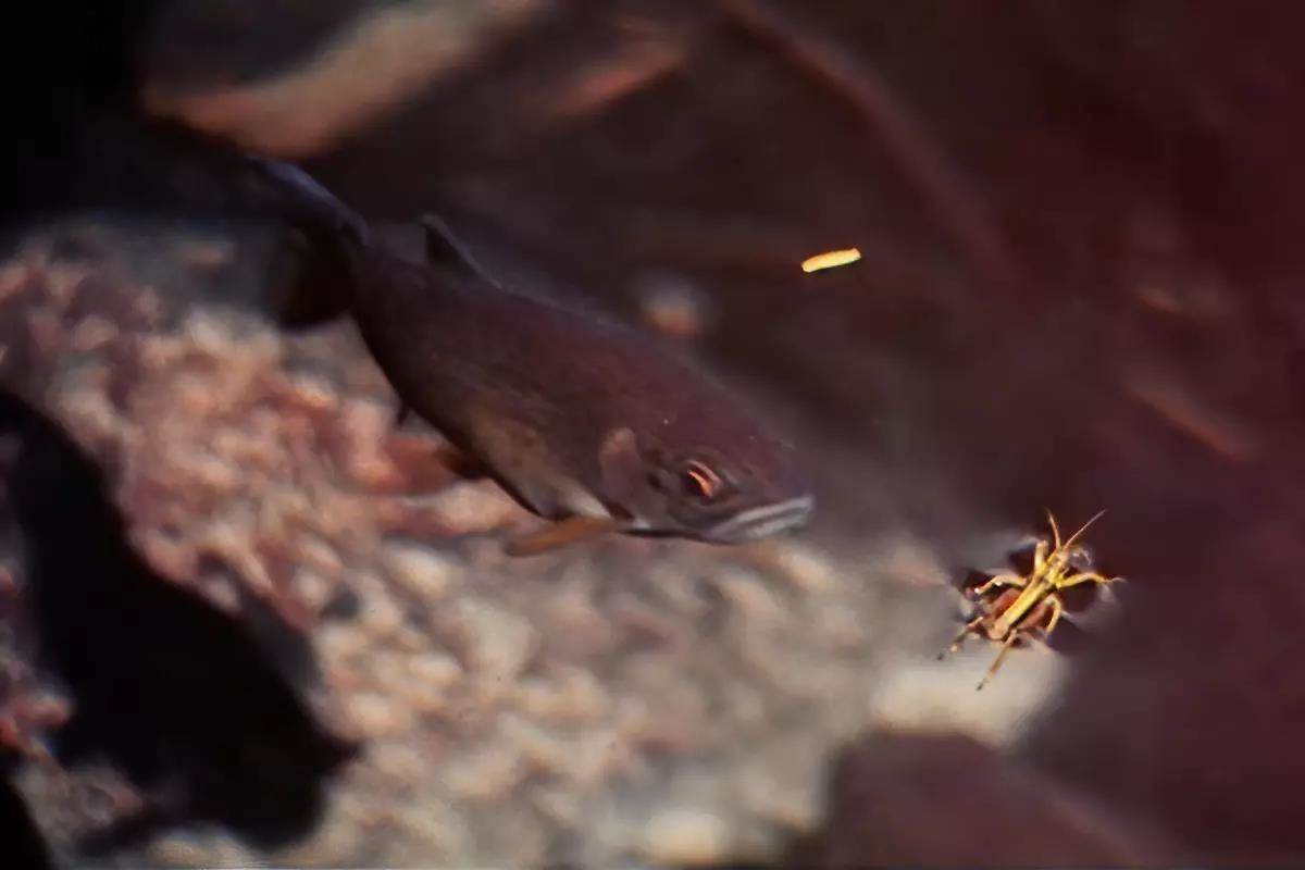 A trout eyeing a grasshopper. 