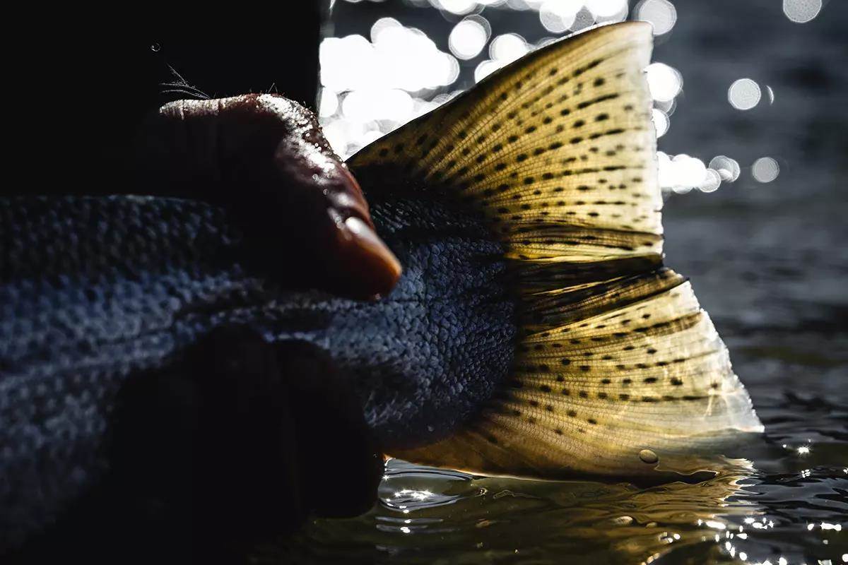 The backlit tail of a steelhead held just above the water. 