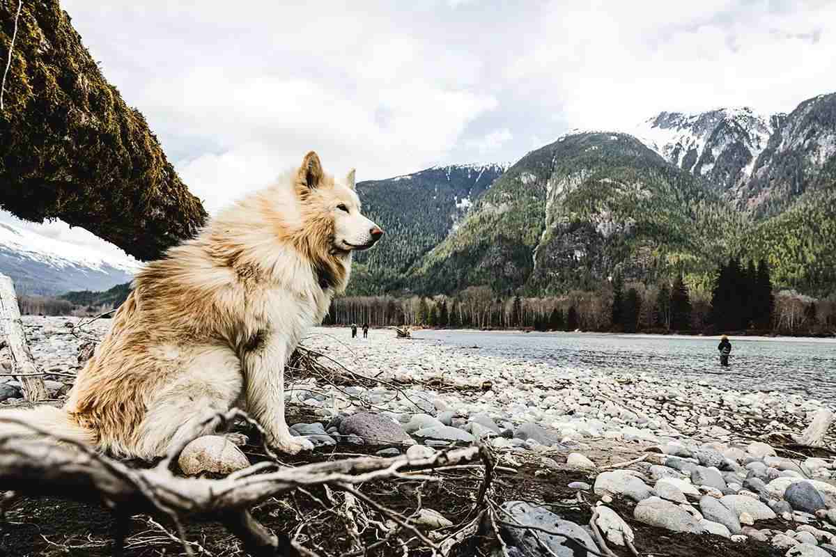 A thick-coated white and tan dog sits in the foreground on the banks of a river while fly anglers fish in the distance. 