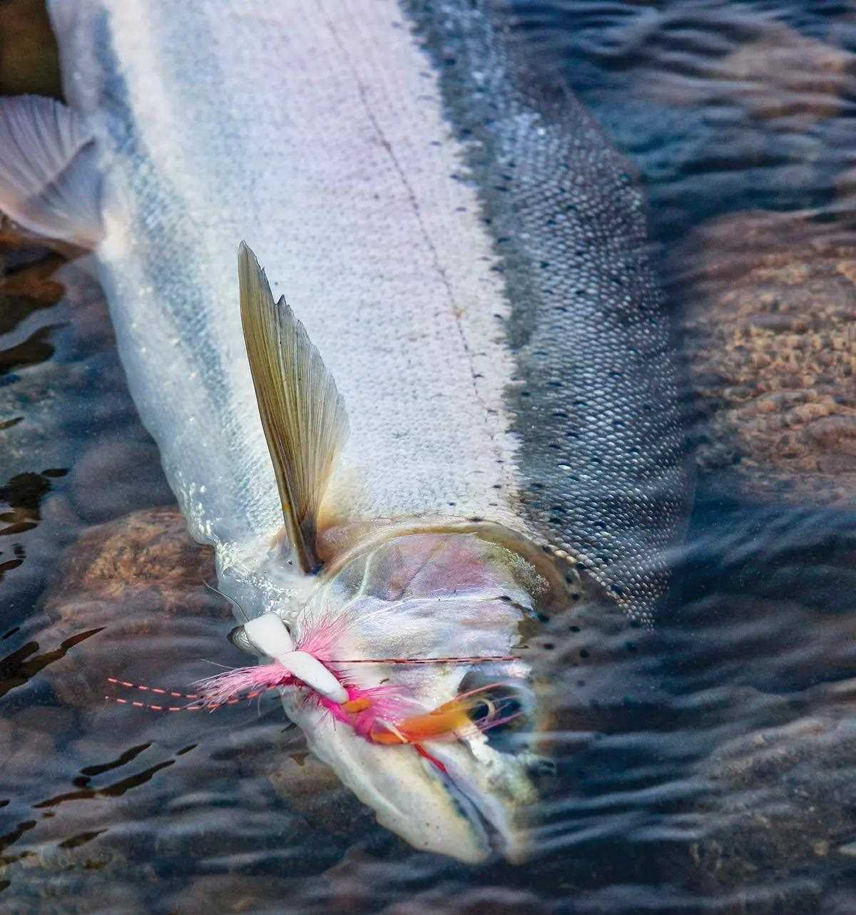 A chrome steelhead with a swung fly in its mouth, laying in the shallows.