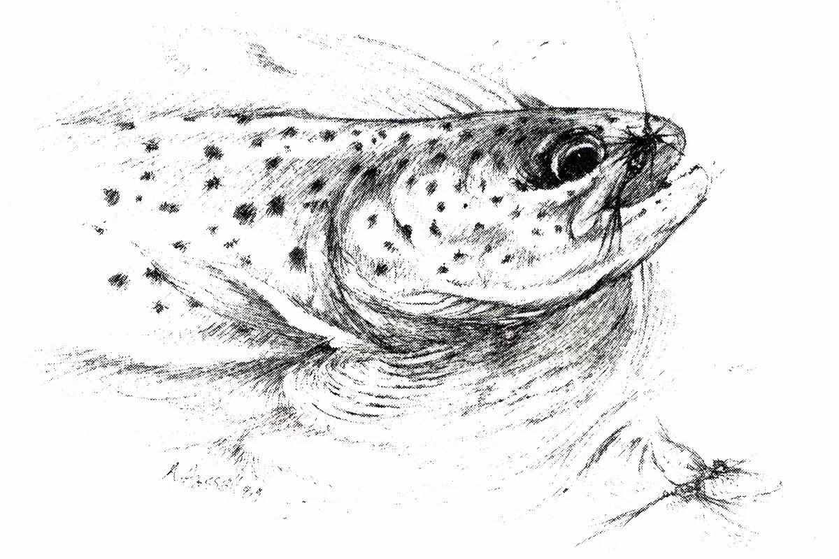 A pencil illustration of a trout with a dry fly stuck in its upper lip.