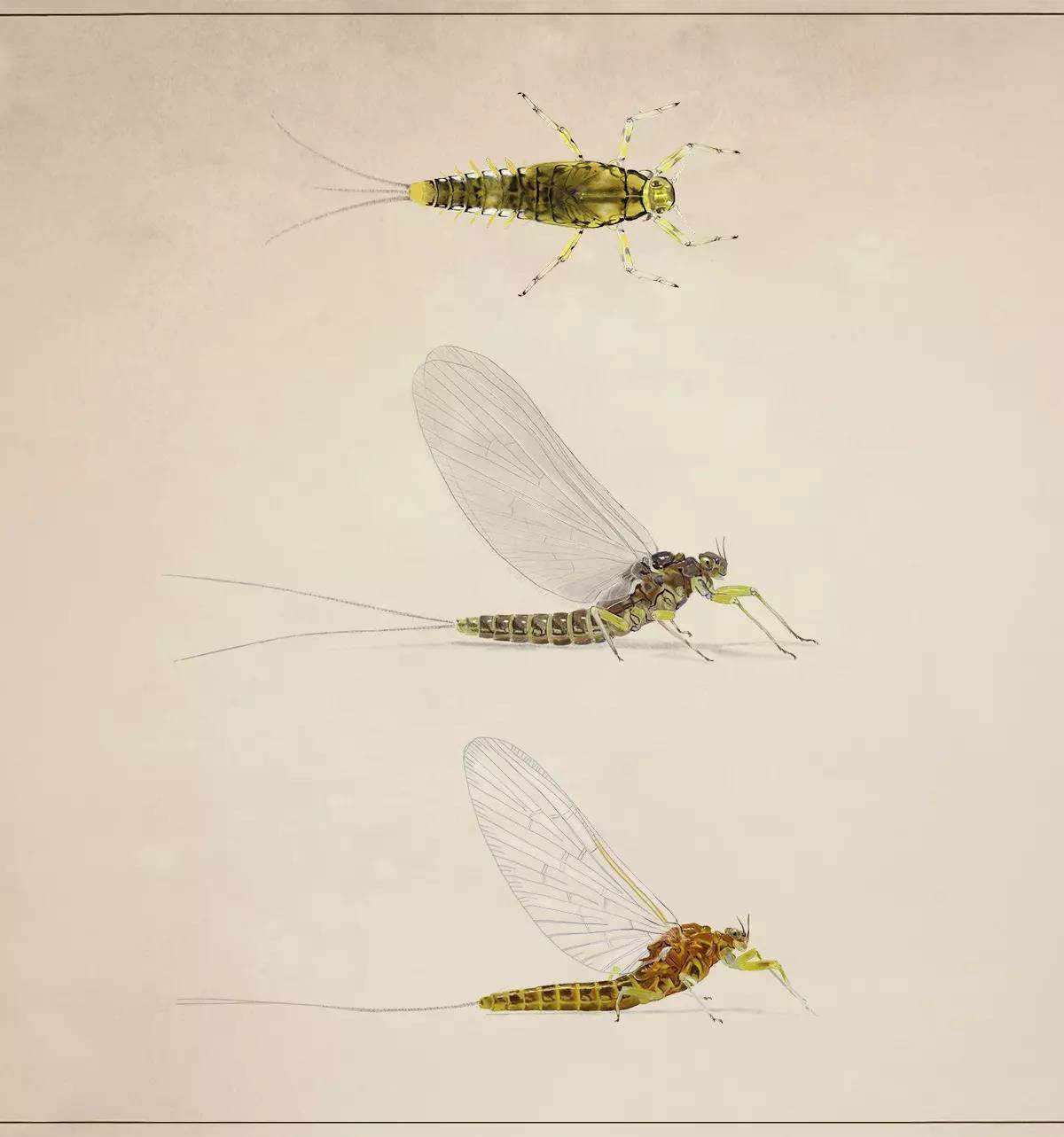 Poster-style artwork of the three stages of the baetis mayfly.