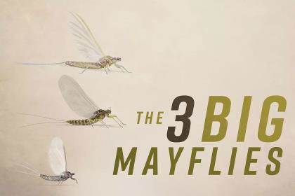 Poster-style artwork of the three stages of three different mayflies.