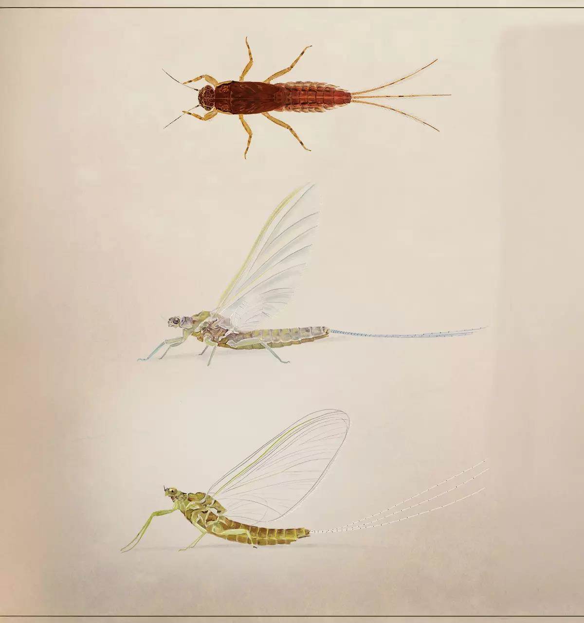 Poster-style artwork of the three stages of the Pale Morning Dun mayfly.