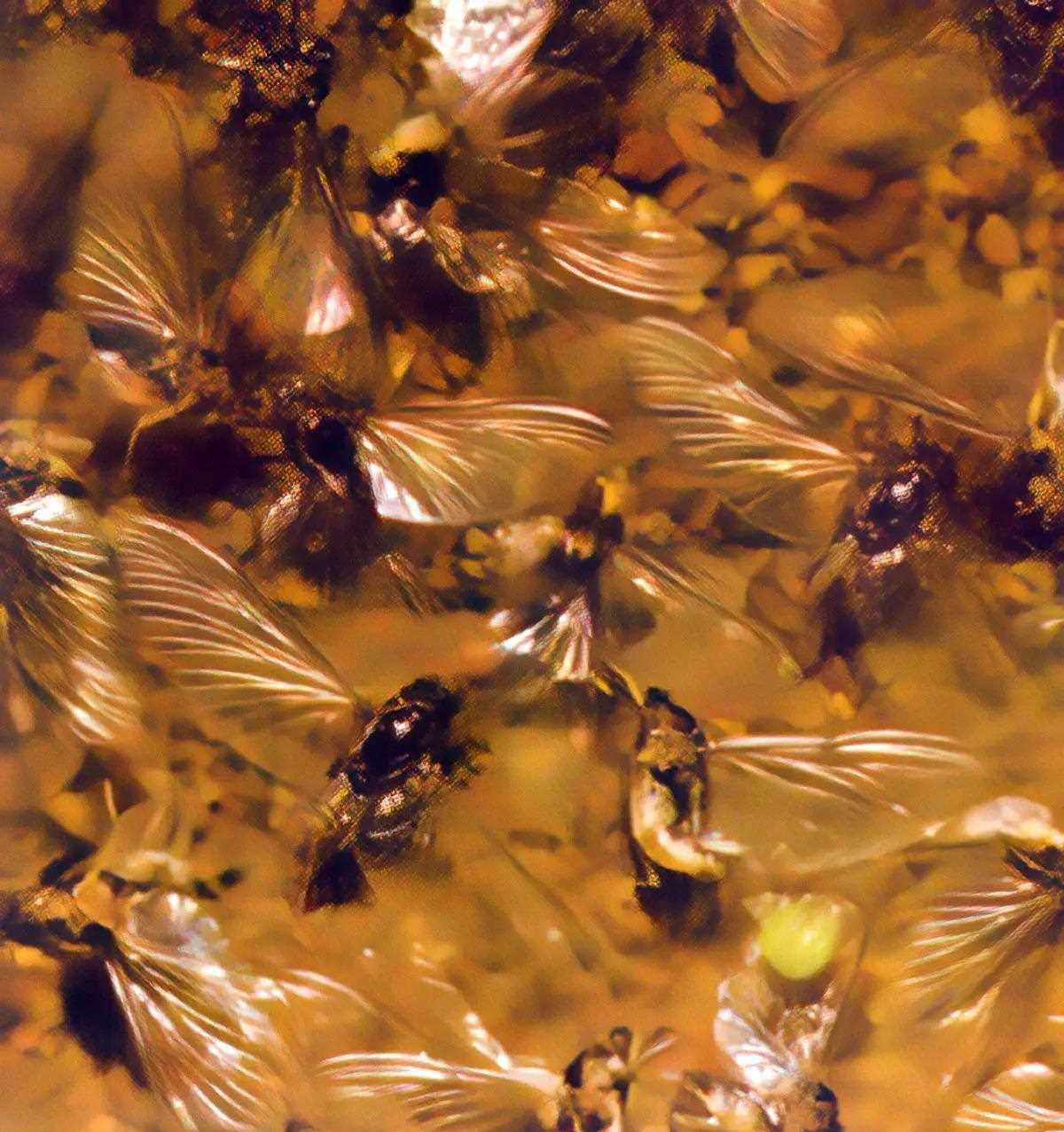 A mat of dead mayfly spinners, wings spread on water's surface.