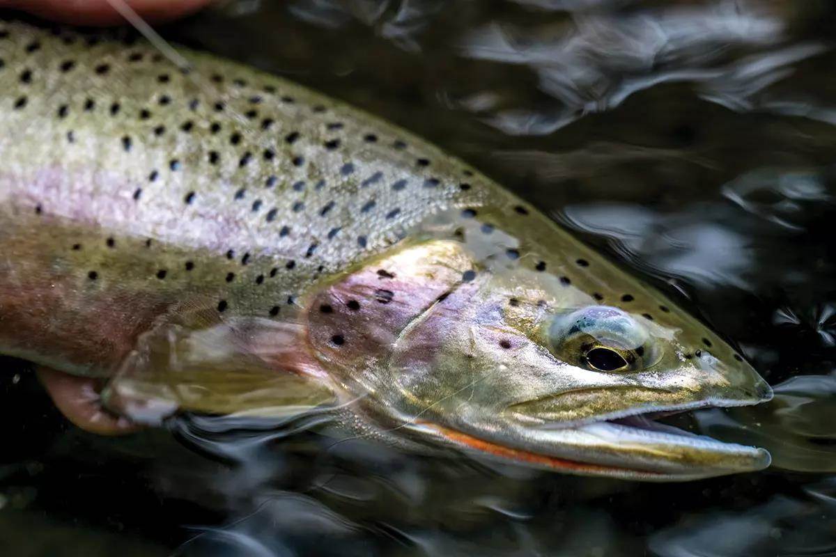 A pretty westslope cutthroat trout held half in the water.