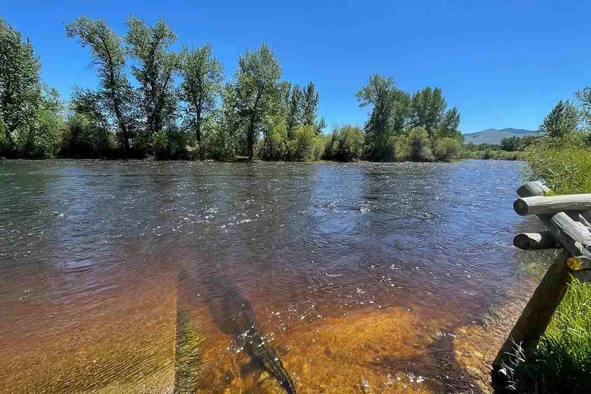 A swollen and tannin-stained Big Hole River on a blue bird June day in Montana.