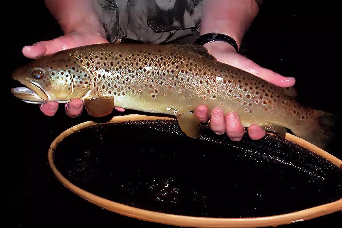 A brown trout held by two hands over a wooden landing net at night. 