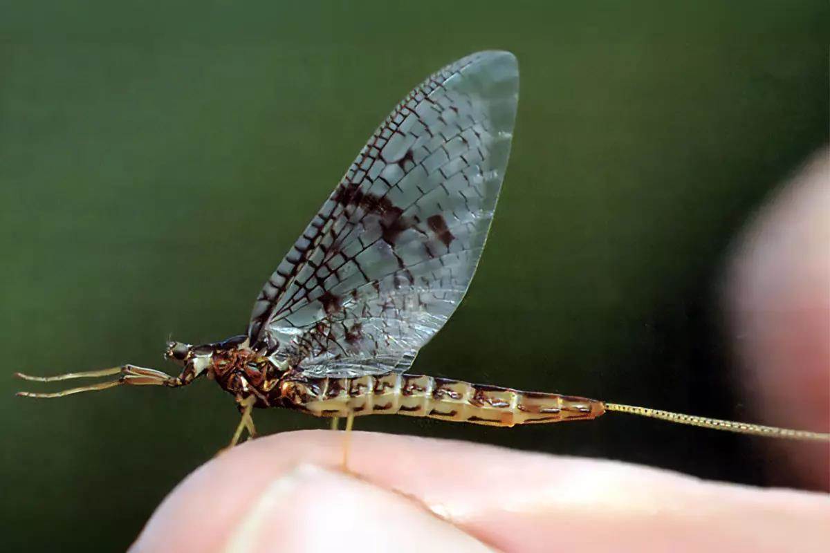 Closeup photo of a brown drake mayfly perched on a person's finger.