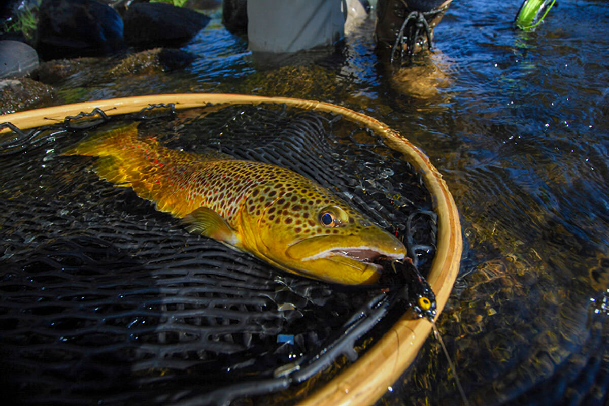 All About Brown Trout
