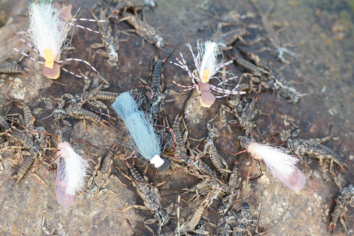 Fly Fishing Alberta's Bow River