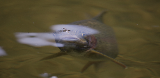 Fly Fishing Midges Top to Bottom