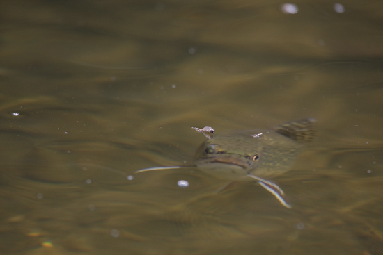 http://www.flyfisherman.com/files/2013/05/Fish-Sneak.jpg