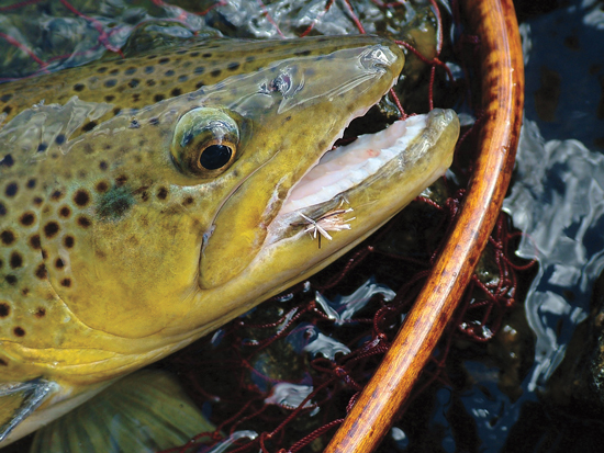 Two Caddis Patterns for Every Situation