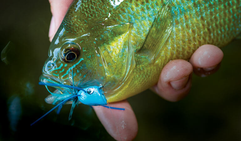 Pond Life: A New Look at Sunfish Flies, Tackle, and Tactics