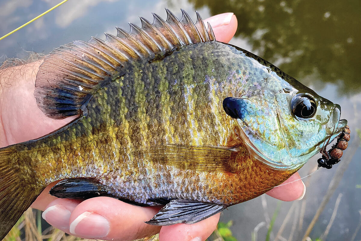 bluegill with fly in mouth being held in hand