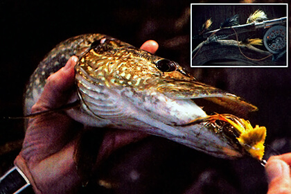 The head of a northern pike with a yellow Dahlberg Diver in mouth; inset photo of different types of Dahlberg Diver. 