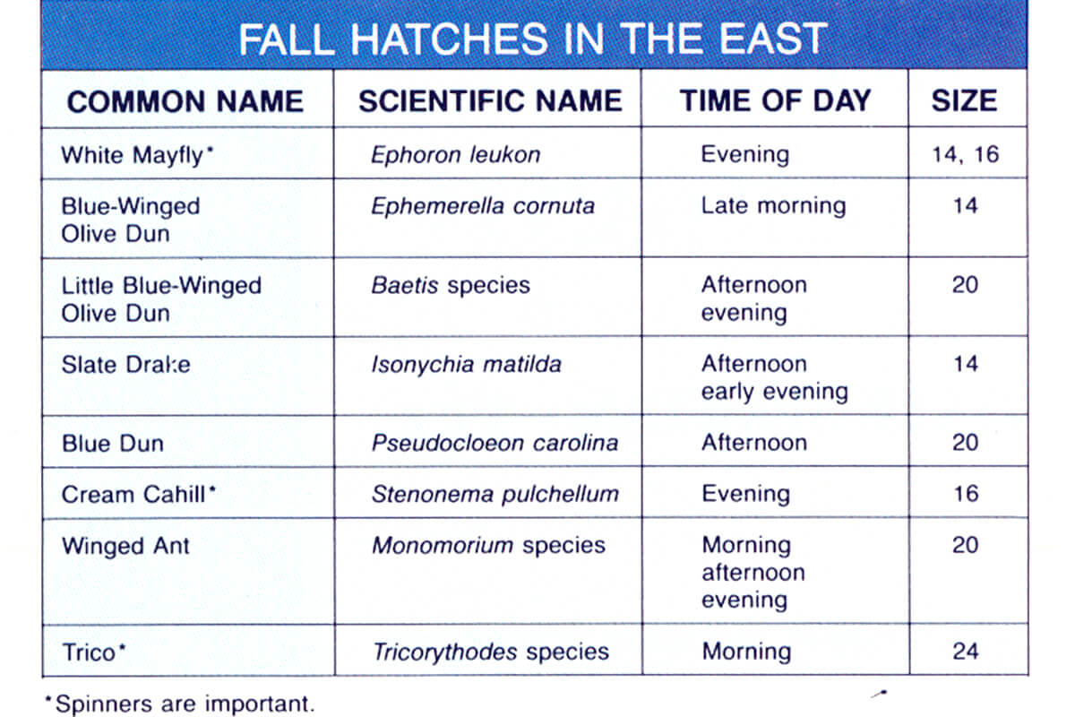 hatch chart of eastern U.S. fall hatches