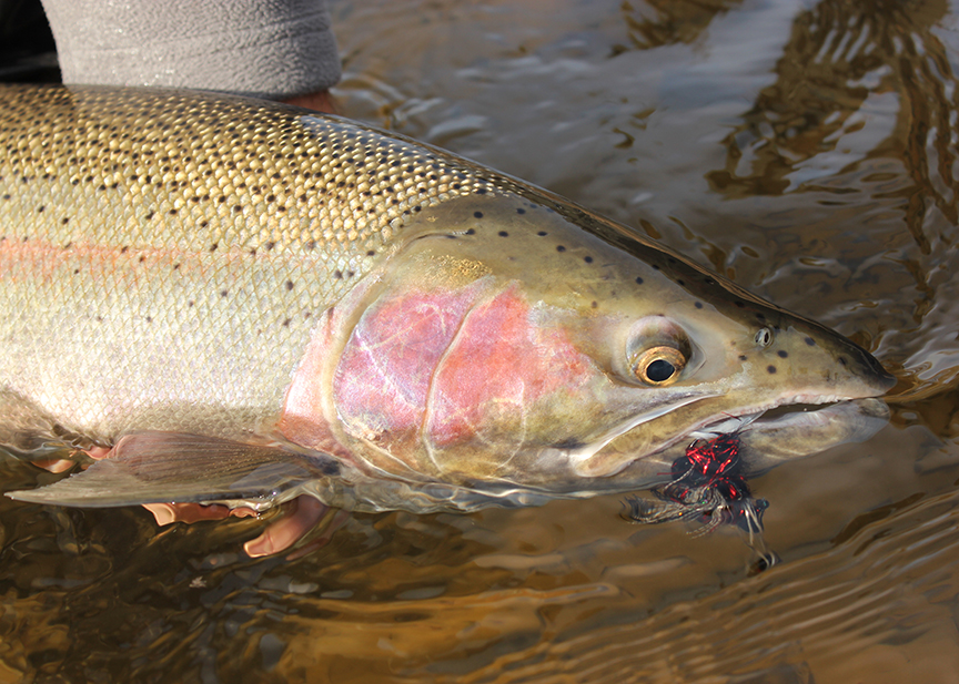 12 Best Steelhead Flies