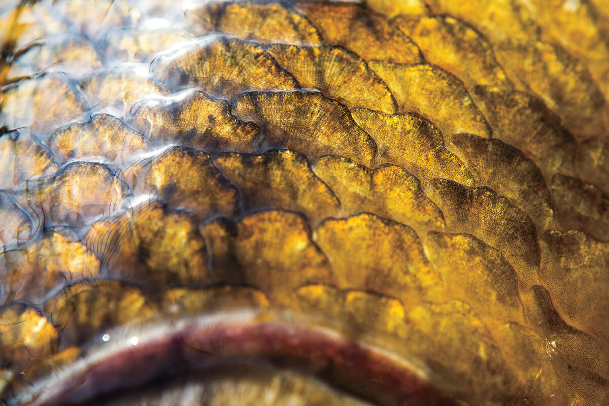 Fly Fishing for the Once-Lowly Carp